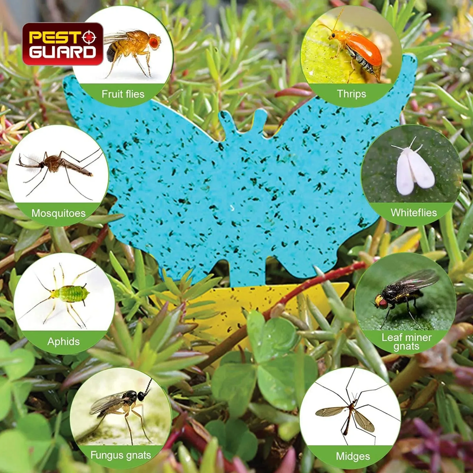 81 Piece Sticky Fly Traps for Indoor or Outdoor Use
