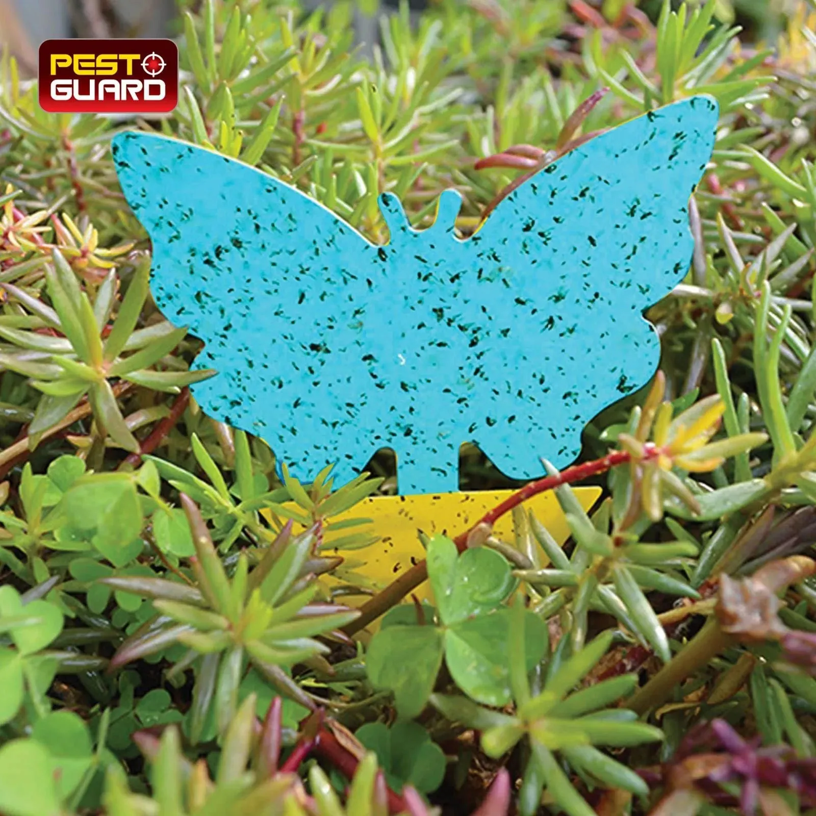 81 Piece Sticky Fly Traps for Indoor or Outdoor Use