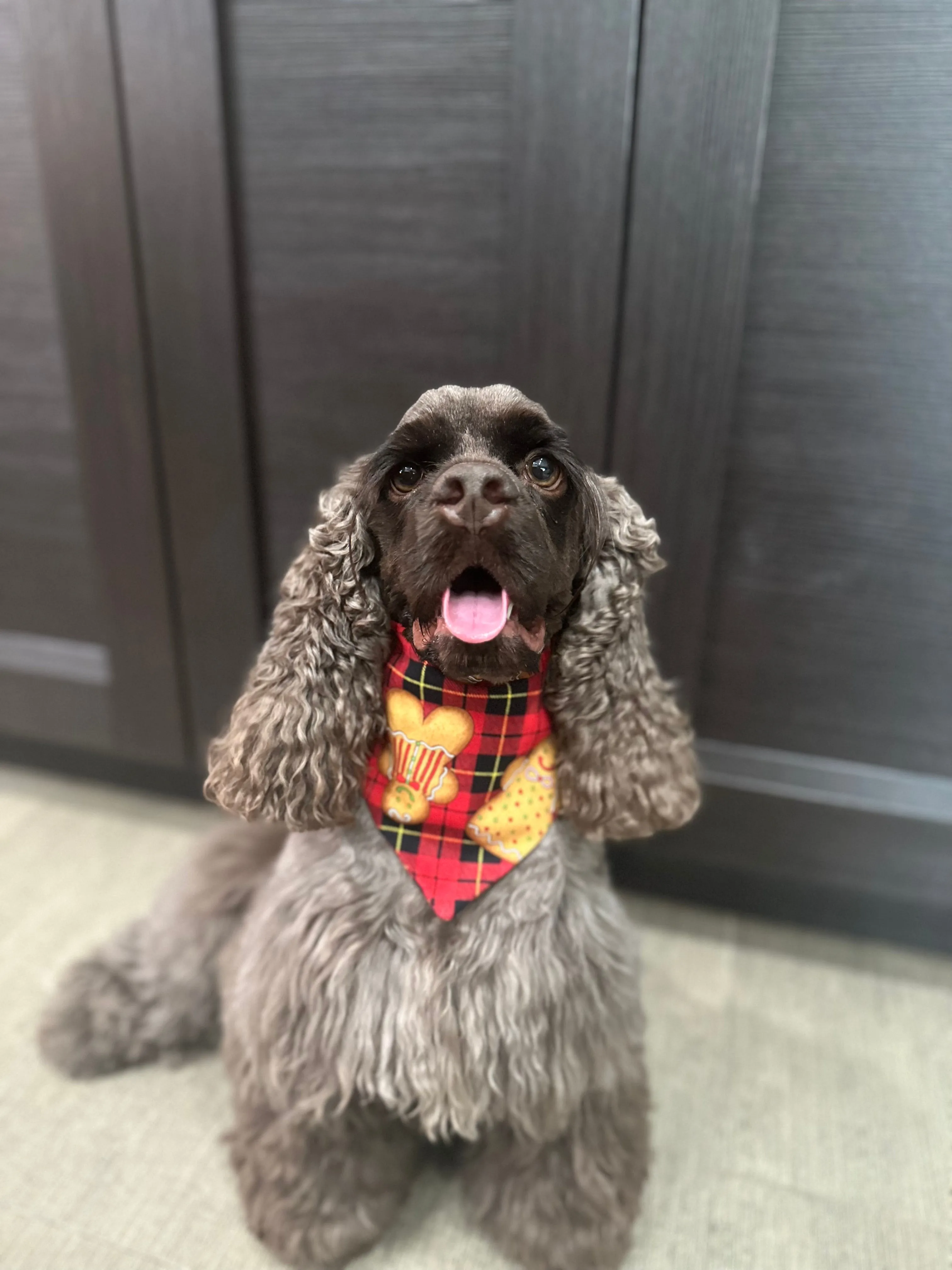 Christmas plaid gingerbread Scrunchie Dog Bandana