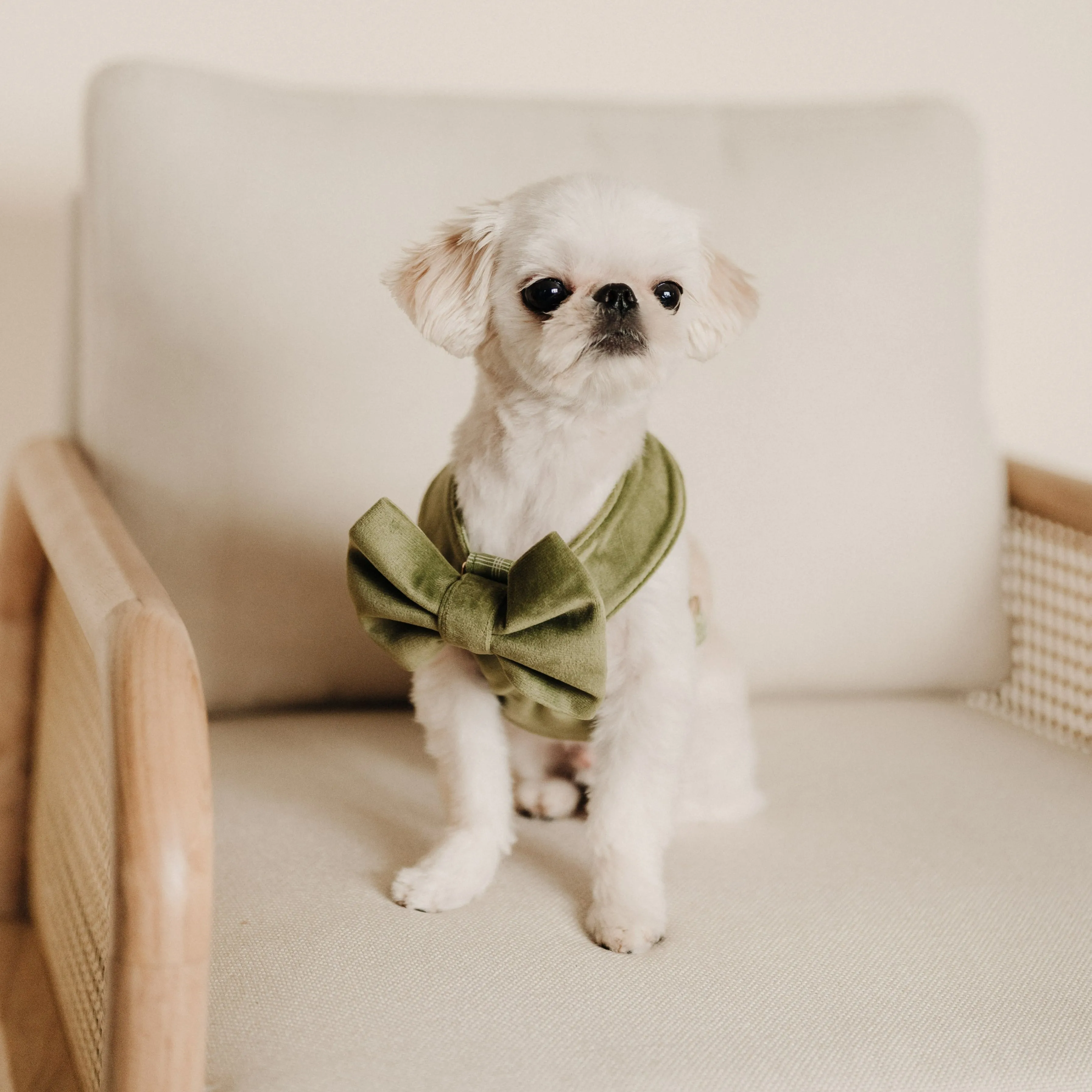 Meadow Reversible Dog Harness