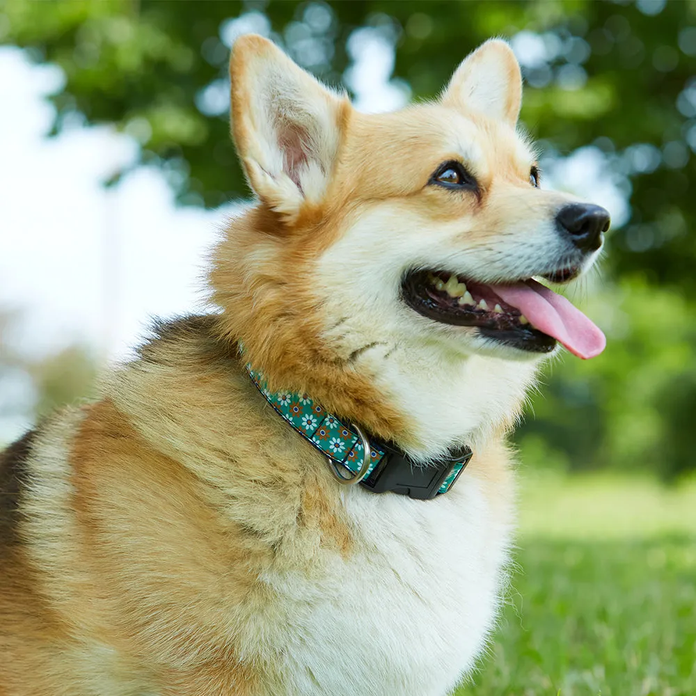 Salerno - Dog Collar
