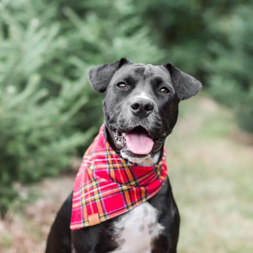 Tartan Plaid Flannel Dog Bandana